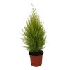Cyprysik 'Goldcrest Wilma' 40 - 45 cm