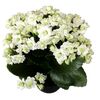 Kalanchoe 'Paris White' 25 cm