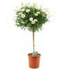Margerytka (Złocień krzewiasty forma pienna) 60 - 70 cm