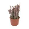 Grubosz 'Rhapsody in Pink' 20 cm