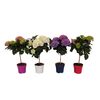 Hortensja (forma pienna) MIX 35 - 45 cm