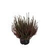 Wrzos pospolity Garden Girls ® 25 - 35 cm