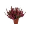 Wrzosiec delikatny 25 - 30 cm