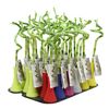 Dracena Lucky Bamboo Spirala MIX 30 - 37 cm