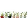 Dracena Lucky Bamboo w ceramice MIX 30 cm