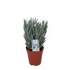 Senecio Aquarine® Mount Everest 30 cm ROYAL GREEN ®