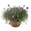 Goździk ogrodowy 20 - 30 cm