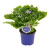 Cyneraria Senetti MoreLIPS® MIX 20 - 25 cm