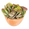Kalanchoe 'Thyrsiflora' 20 cm
