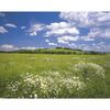 Fototapeta MEADOW 254 x 368 cm