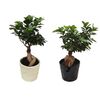 Bonsai Ficus Ginseng MIX 40 cm