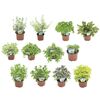 Zioła MIX 15 - 20 cm NIEZŁE ZIÓŁKO