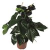 Anturium Andreego 'Black Queen' 60 cm