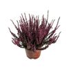 Wrzos pospolity farbowany MIX 20 - 25 cm