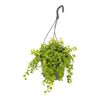 Peperomia Zwisająca 'Pepperspot' 25 cm