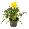 Gazania lśniąca MIX XXL 30 cm