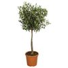 Krzew Oliwka (forma pienna) 75-85 cm