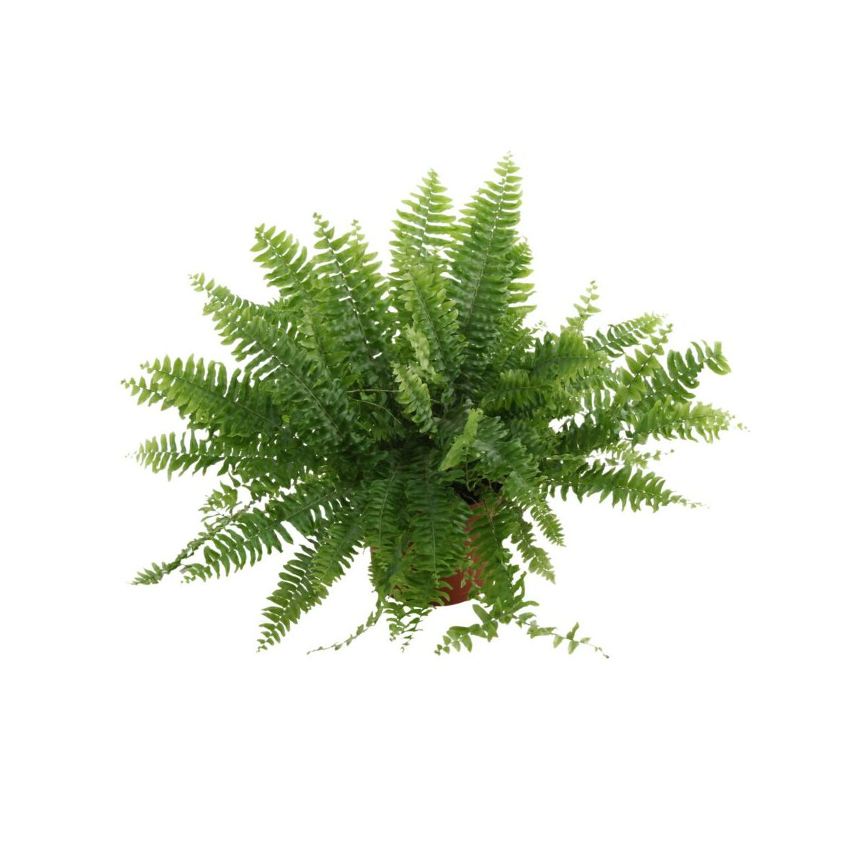 Nefrolepis Boston 50 Cm Kwiaty Doniczkowe W Atrakcyjnej Cenie