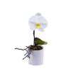Storczyk Falenopsis Singolo 1 pęd 30 cm