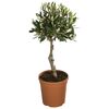 Oliwka (forma pienna) 50 - 55 cm