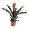 Guzmania 'Tala' 45 cm