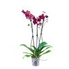 Storczyk Falenopsis 3 pędy MIX 70 cm