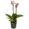 Storczyk Falenopsis 'Liodoro' 2 pędy 40 - 45 cm