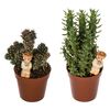 Kaktus z dekoracją MIX 12 cm