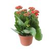 Kalanchoe MIX 27 cm