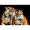 Fototapeta TIGERS 416 x 254 cm