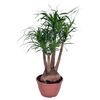 Nolina 100 cm