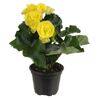 Begonia zimowa MIX 22 cm