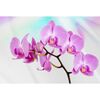 Fototapeta ORCHID 152 x 104 cm