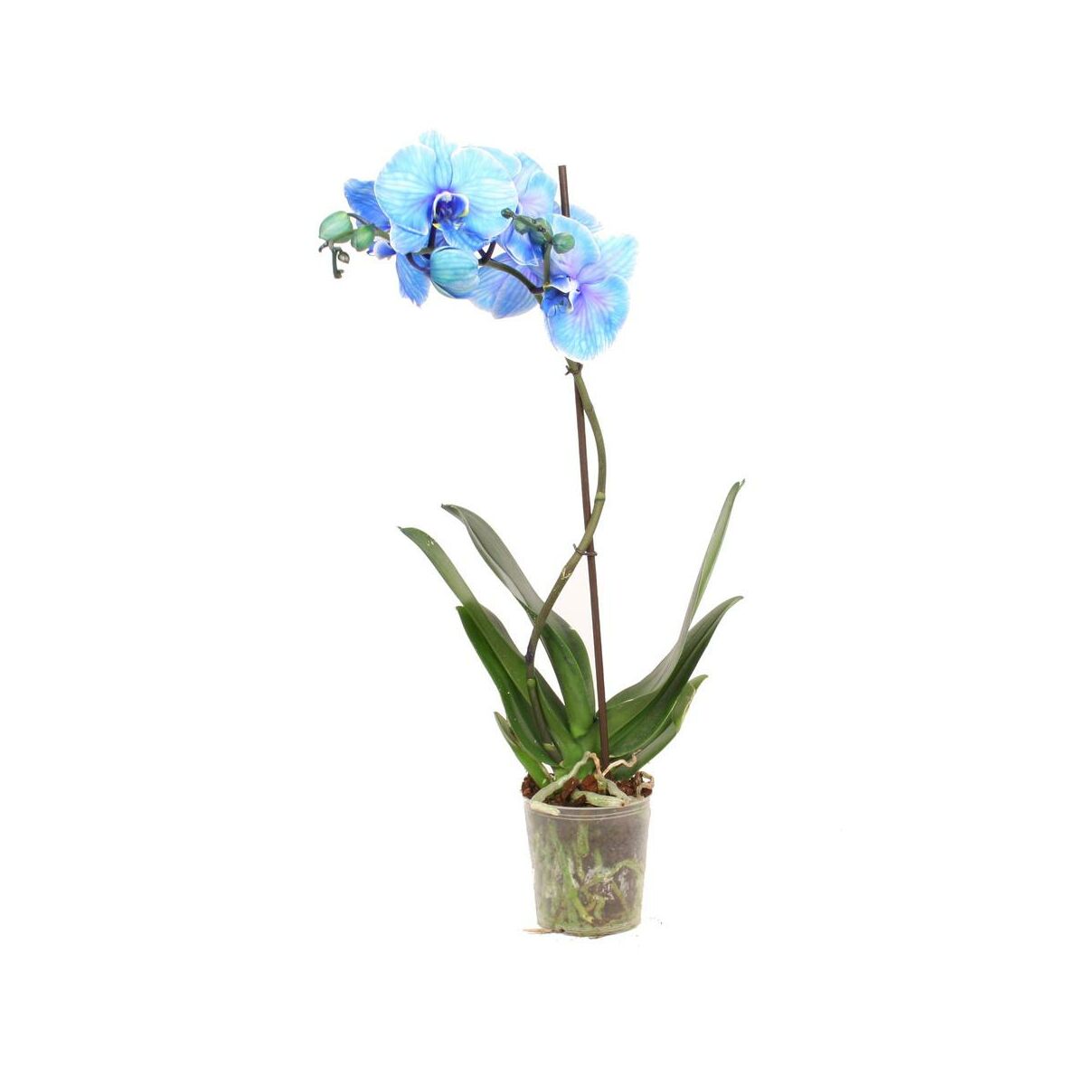 Storczyk Falenopsis Niebieski 1 Ped 50 70 Cm Rosliny Kwitnace W Atrakcyjnej Cenie W Sklepach Leroy Merlin
