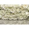 Fototapeta ROSES 254 x 368 cm