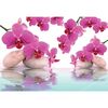 Fototapeta ORCHID ZEN 104 x 152 cm