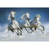 Fototapeta ARABIAN HORSES 366 x 254 cm