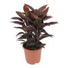 Kordylina 'Mambo' 55 - 60 cm