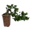 Bonsai Ficus Ginseng Cascade 70 cm