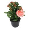 Kalanchoe MoreLIPS® MIX 15 cm