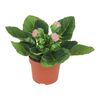 Syningia MoreLIPS® MIX 20 - 25 cm
