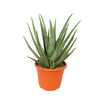 Aloes 65-80 cm