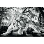 Plakat TIGER IS WATCHING YOU 91.5 x 61 cm