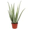 Aloes 60-70 cm