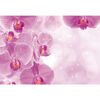 Fototapeta ORCHIDS 312 x 219 cm