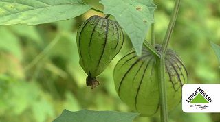 Pomidor Tomatillo