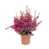 Wrzosiec delikatny 25 - 30 cm