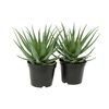 Aloes drzewiasty 35-40 cm