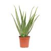Aloes 40-45 cm