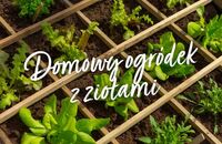 Domowy ogródek z ziołami. Zobacz, jak go stworzyć!